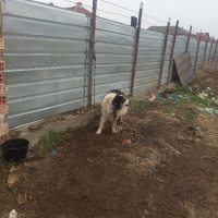 Куче, снимка 2 - Каракачанска овчарка - 44571686
