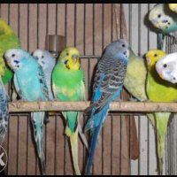 Продавам Вълнисти папагали всички цветове, снимка 2 - Папагали - 29373569