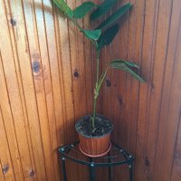 Калатея (Calathea Freddie), снимка 10 - Стайни растения - 44255254
