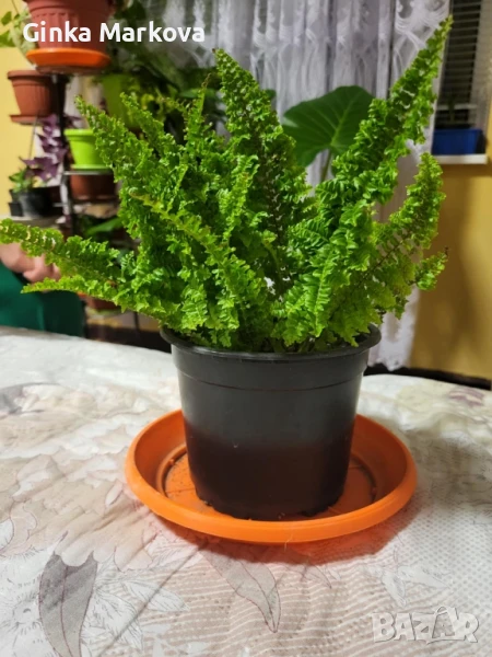 Голяма къдрава папрат - 12,99лв , снимка 1