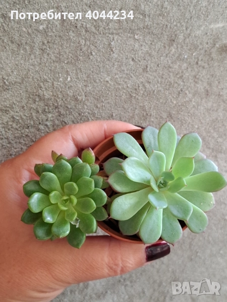 Сукуленти, снимка 1