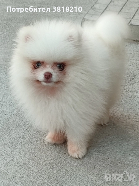 померан момче, снимка 1