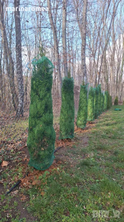 Мрежа за туя (мрежи за туи), снимка 1