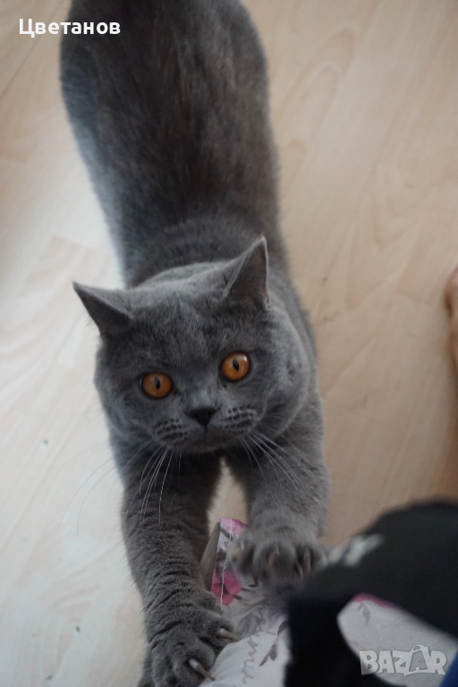 Британска късокосместа , снимка 1