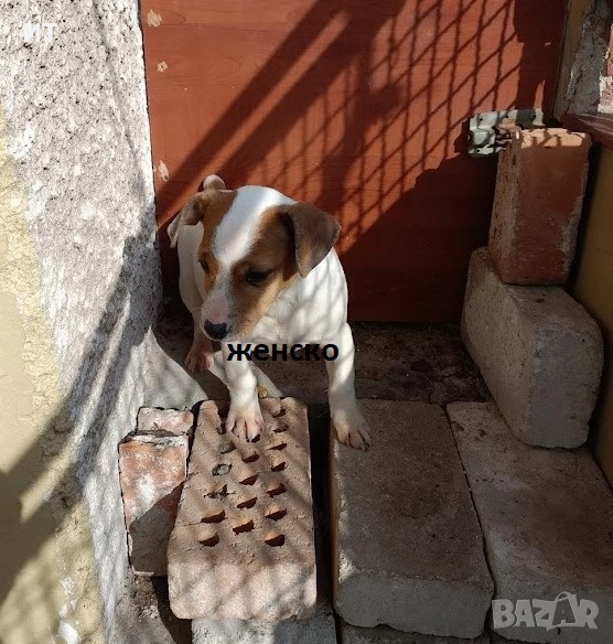 Джак Ръсели на 3месеца, снимка 1