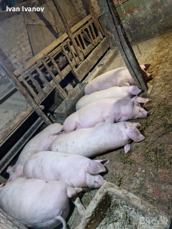 Прасета малки и големи, снимка 1