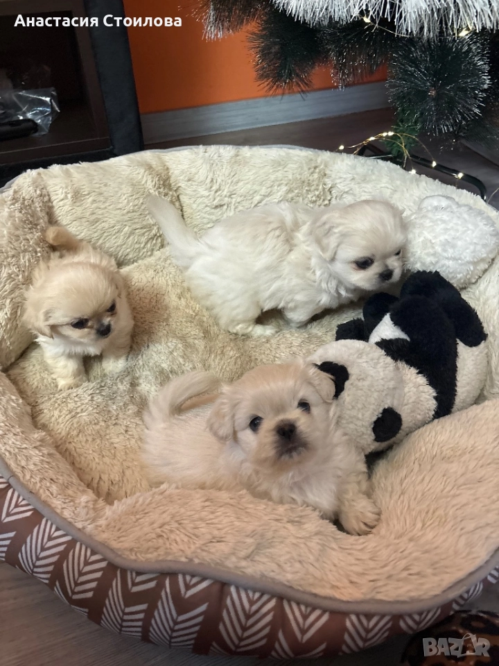 Чистокръвни Кралски пекинези, снимка 1