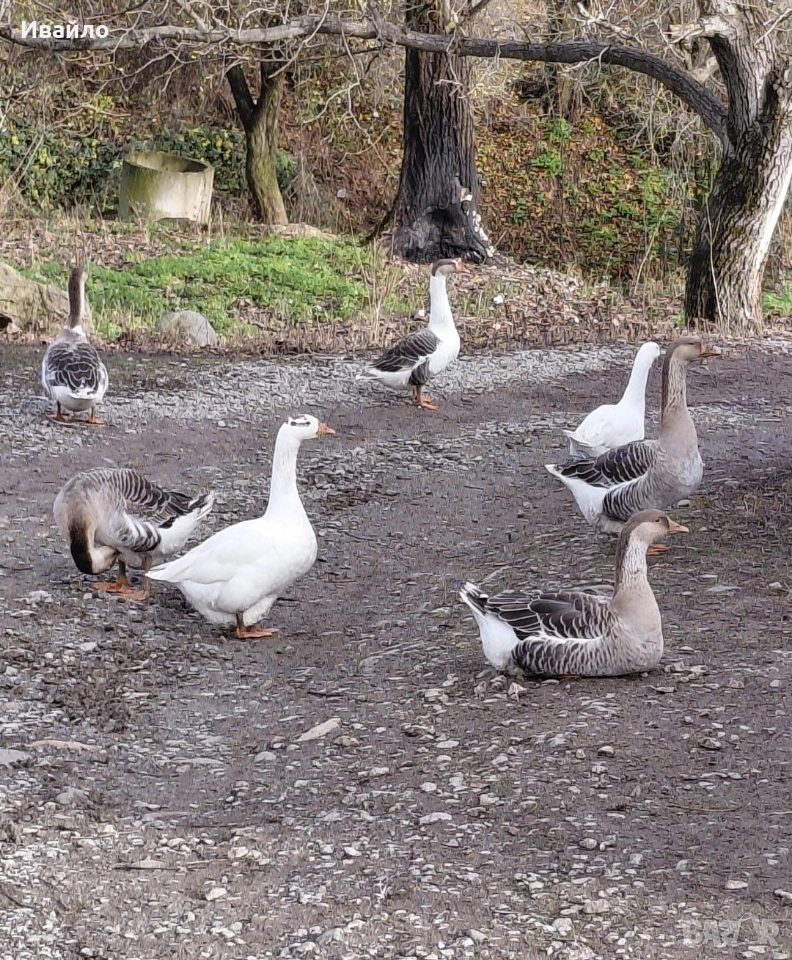 ГЪСКИ И ГЪСОЦИ !!САМО СЕГА!!!, снимка 1
