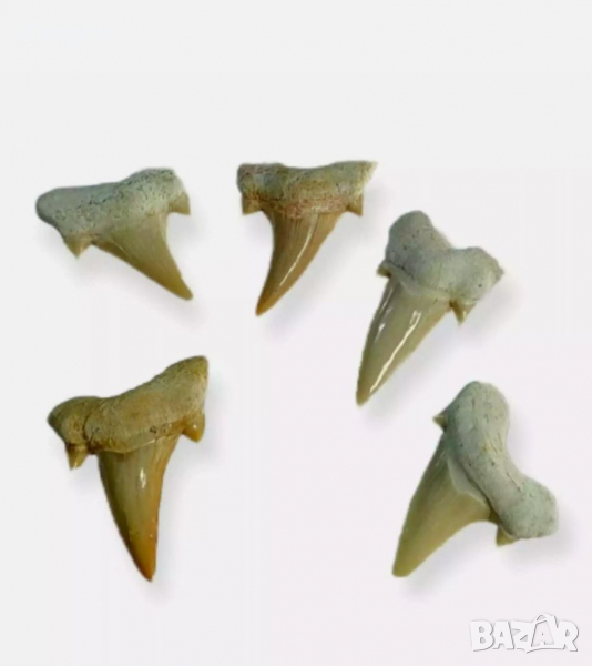 Зъби от праисторическа Акула,фосили Мексико, снимка 1