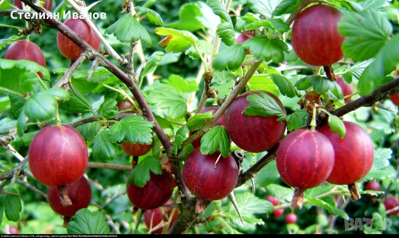 Цариградско грозде (Ribes uva-crispa) - червено, снимка 1