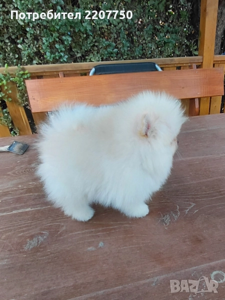 продавам померан , снимка 1
