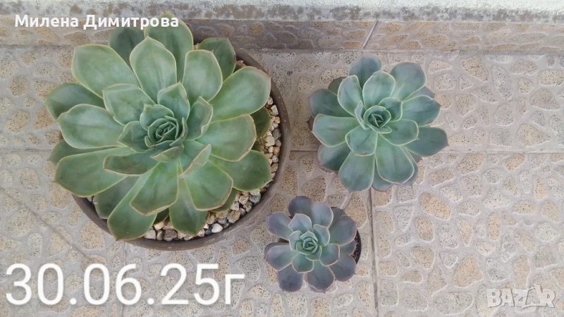 Ешеверия различни размери, снимка 1
