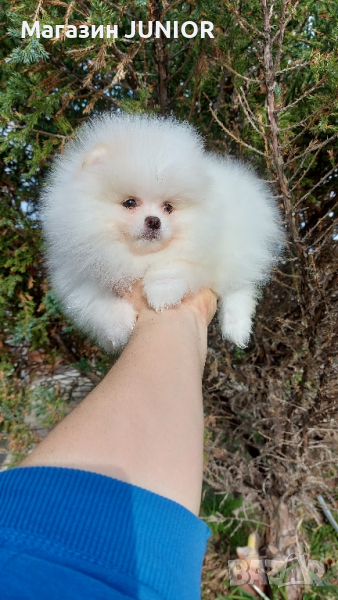 мини момиче, снимка 1