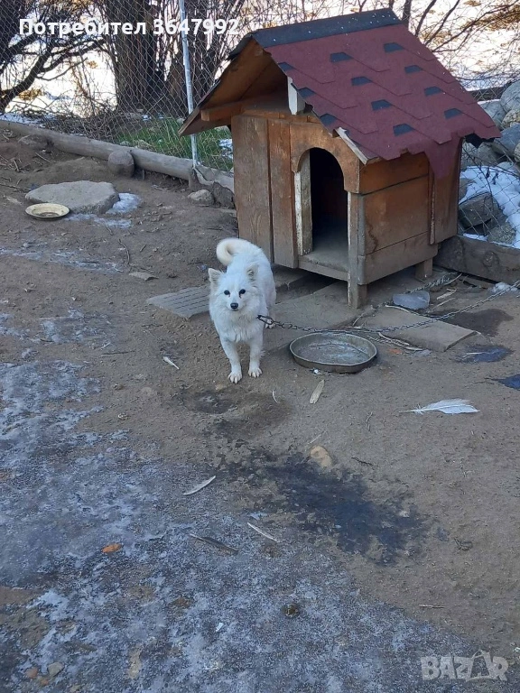 Немски шпиц среден , снимка 1