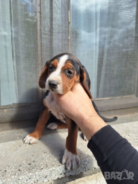 Сръбско трицветно гонче, снимка 1