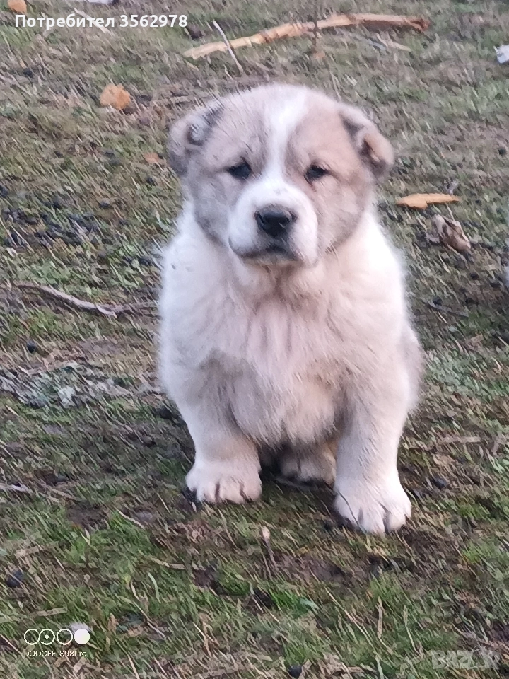 САО Алабай, снимка 1