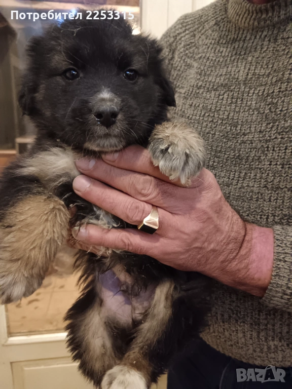 ТЪРСИ СИ ДОМ, снимка 1