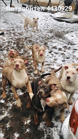 Американско були XL, снимка 5 - Други - 52951113