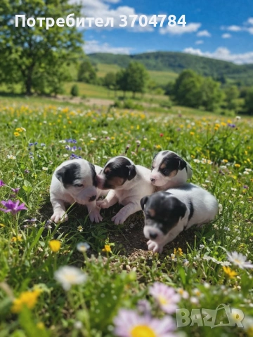 Продавам джак ръселчета , снимка 2 - Джак ръсел териер - 54146939