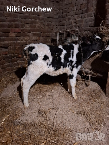 продавам телета. , снимка 2 - Крави - 52672578