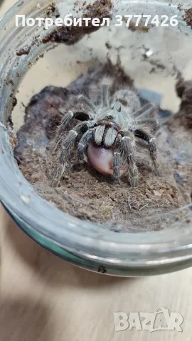 Тарантули - Всякакви видове и размери, снимка 2 - Други - 49409951