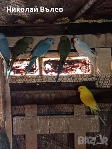 Малки александри , снимка 13 - Папагали - 51923458