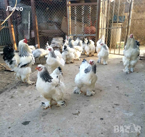 продавам яйца