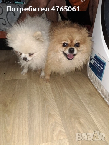 Померан момченце , снимка 8 - Померан - 54245988