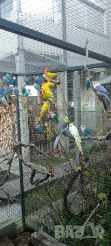 Продавам неразделки, снимка 3 - Папагали - 52706534
