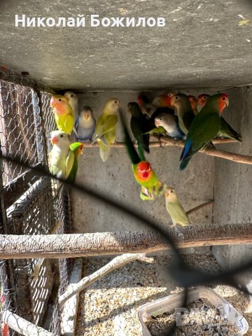 Продавам папагали неразделки , снимка 7 - Папагали - 40156012