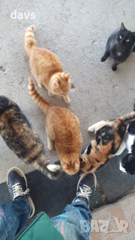 Черна котка на 6 месеца търси дом, снимка 15 - Други - 53116660