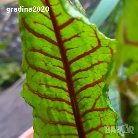     Кървав киселец, лапад, снимка 2 - Разсади - 48300628