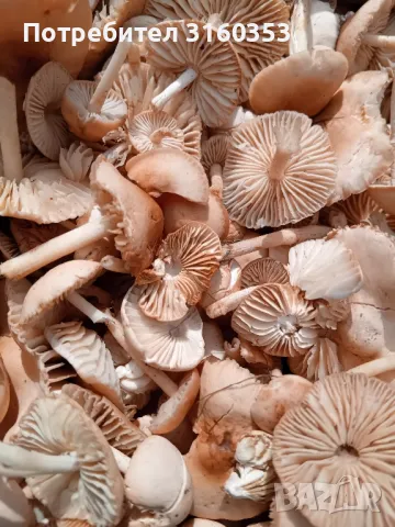 Сухи челядинки, снимка 2 - Домашни продукти - 50086283