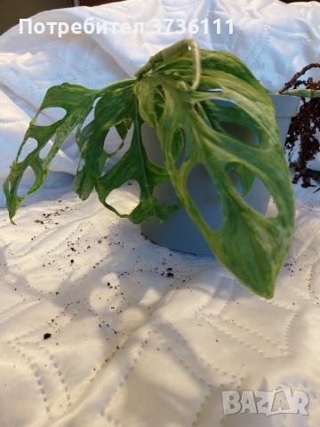 Monstera Adansonii Indonesian Marble