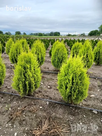 Туя, даника и ауреа нана, снимка 6 - Градински цветя и растения - 50420048