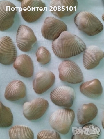 Миди и рапани лакирани, снимка 3 - Други стоки за дома - 52813180