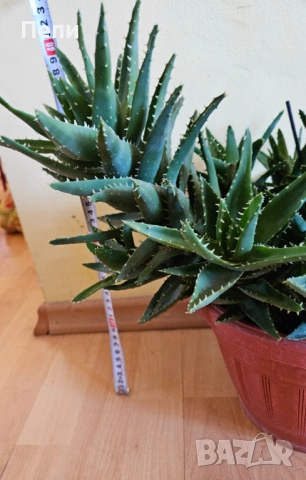 Многогодишно алое, снимка 5 - Стайни растения - 51642903
