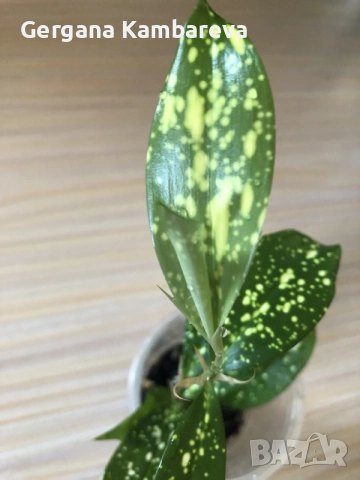 Dracaena surculosa Florida Beauty , снимка 2 - Стайни растения - 55779359