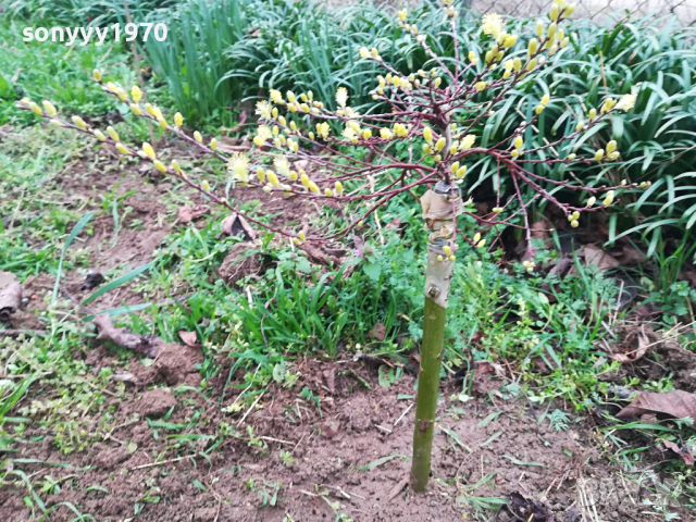 ВЪРБА 60СМ 1203240844, снимка 9 - Градински цветя и растения - 44725165