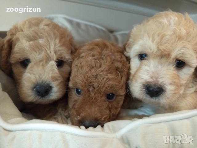 Малки кавапу пудели, снимка 13 - Пудели - 51641128