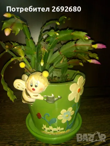  Коледниче розово+керамична саксия с подложка , снимка 5 - Саксии и кашпи - 45505179