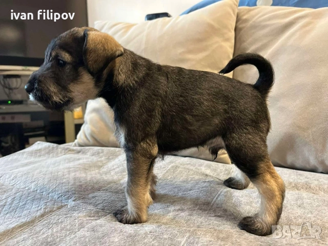 Мини шнауцер/цверг шнауцер, снимка 3 - Други животни - 52975045