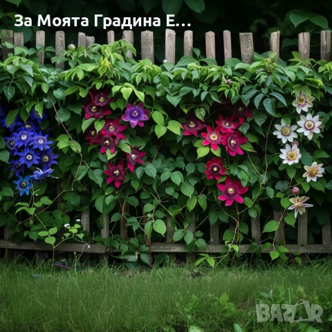 Пасифлора - Плод Маракуя , снимка 5 - Градински цветя и растения - 54019948