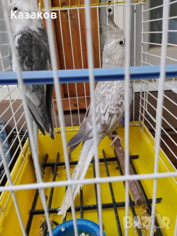 Продавам чифт  корели, снимка 2 - Папагали - 55932295