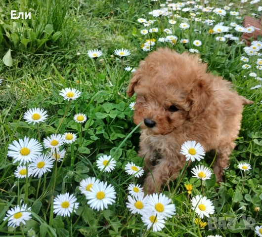 Той пудел- момиченце, снимка 2 - Пудели - 54181433