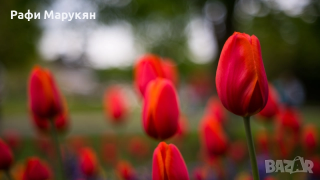 КЛАСИЧЕСКИ обективи "NIKON" байонет F-перфектни, снимка 9 - Фотоапарати - 52812346