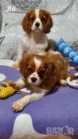 Кавалер кинг чарлз шпаньол 