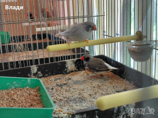 Зеброви амадини джъмбо