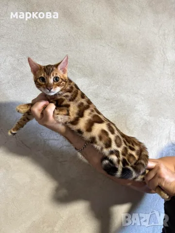 Бенгалски котенца