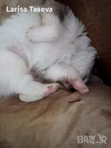 продавам малки померан, снимка 4 - Померан - 52825449